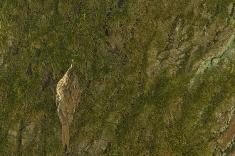 Grimpereau des jardins